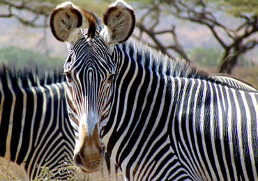 Close up of GRevy's Zebra - Samburu National Reserve